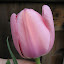 Tulip - Pink Impression