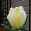 Tulip - Lemon Swirl 