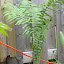 Ostrich Fern