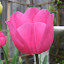 Tulip - Cum Laude