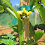Tomatillo 'Toma Verde'