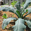 Kale 'Black Palm'