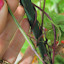 Bean (Pole) 'Purple Peacock'