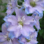 Delphinium 'Guinevere'