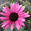 Cone Flower 'Fatal Attraction'