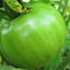 Tomato 'Eva Purple Ball'