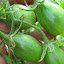 Tomato 'Fargo Yellow Pear'