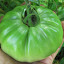 Tomato 'Pruden's Purple'