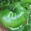Tomato 'Black Krim'