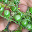 Tomato 'Sweet Pea Currant'