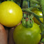 Tomato 'Galina' 