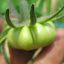 Tomato 'Aussie'
