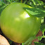 Tomato 'Earl of Edgecombe'