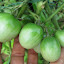Tomato 'Green Zebra'