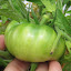 Tomato 'Silver Fir Tree'