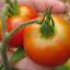 Tomato 'Stupice'