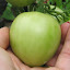 Tomato 'Beaverlodge Slicer'
