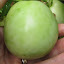 Tomato 'Taxi'