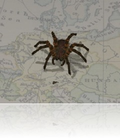aranha
