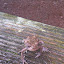 Gonna feed him on beer and massage him daily. These will be the best frogs legs ever