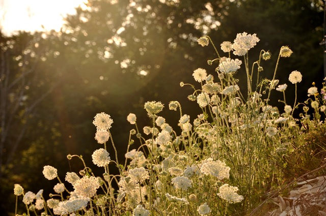 [flowers[3].jpg]