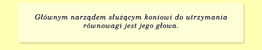 Głównym narządem służącym koniowi do utrzymania równowagi jest jego głowa.