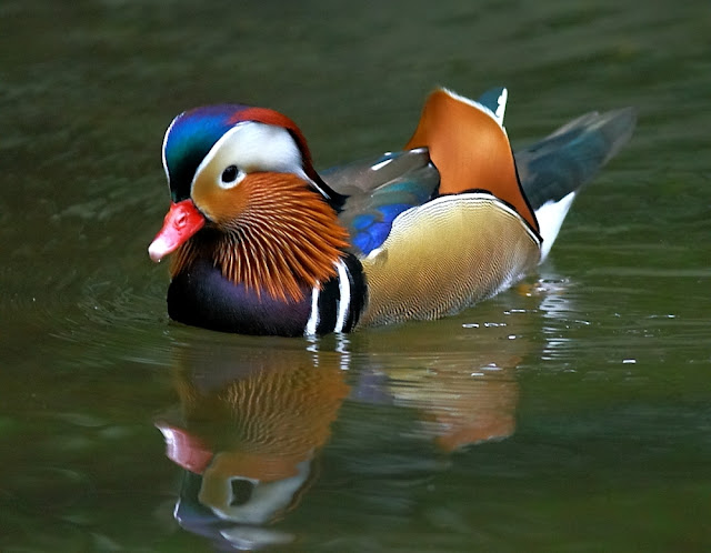 IMAGE: http://lh3.ggpht.com/_DCvQyHfIF2w/TOEA4hd3t0I/AAAAAAAACQU/YJ4UPcgyDIw/s640/MG3423dpp2.JPG