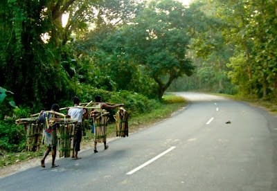 Satchari National Park