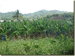 Cul de Sac Valley Banana Plantation (Small)