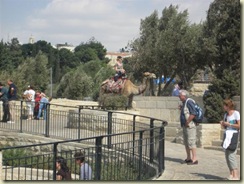 Camel Ride at Mt of Olives (Small)