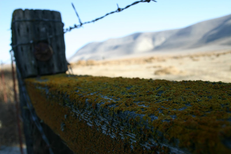 more of moldy post Same photoshoot, same moldy fence