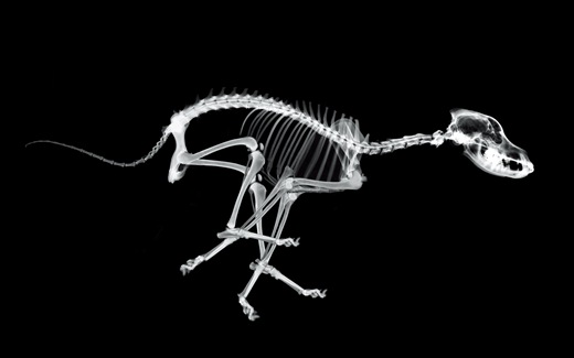 (13)HD-X-Ray-View-Desktop-Wallpaper-animal