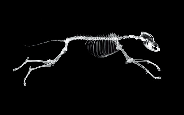 [(14)HD-X-Ray-View-Desktop-Wallpaper-animal-speed[2].jpg]