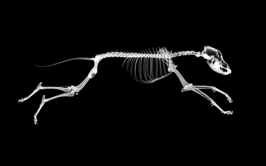 (14)HD-X-Ray-View-Desktop-Wallpaper-animal-speed