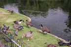 Hyde Park. Londres