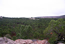Bosque de pinar de rodeno