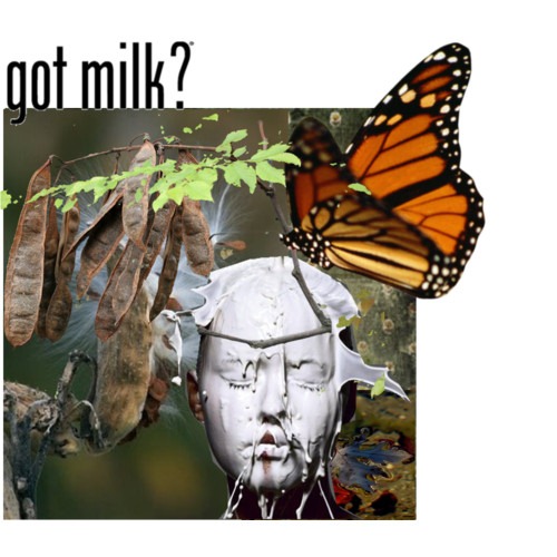 [Monarchs&Milkweed[3].jpg]