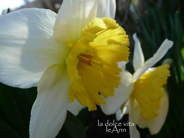[daffodills[4].jpg]