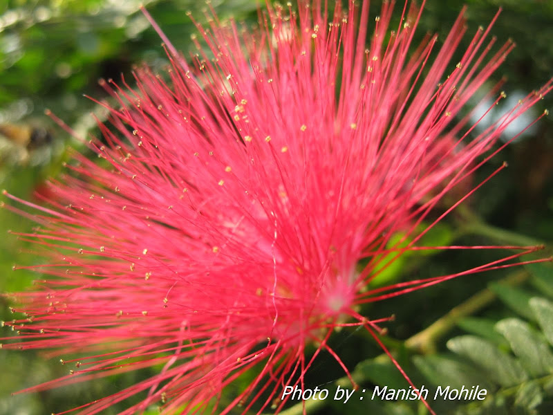 Calendia Flower