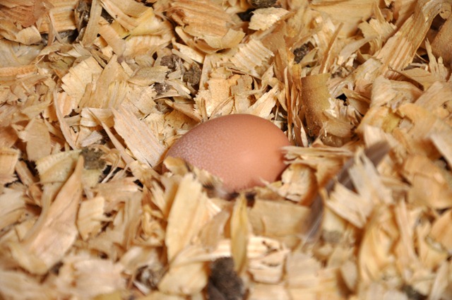 [it's an egg! 080210  (1)[2].jpg]