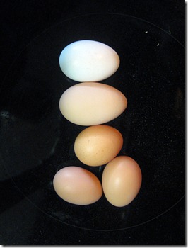 eggs 007