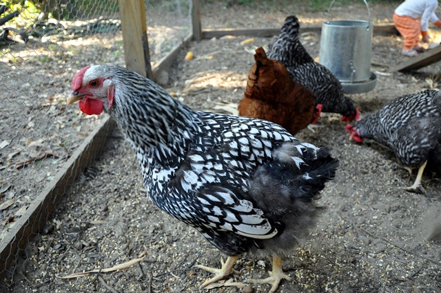[chickens 102310 (11)[3].jpg]