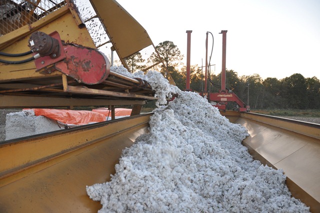 [cotton harvest 2010 (26)[2].jpg]