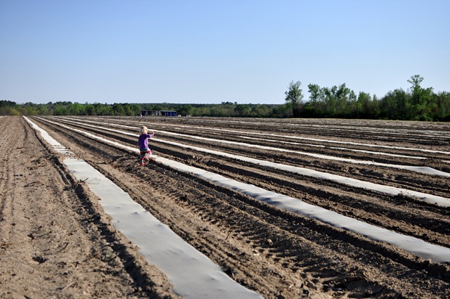 [transplanting watermelons 0311 (24)[4].jpg]