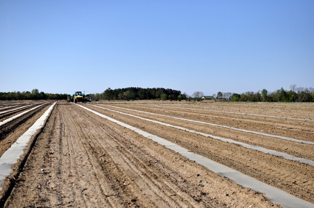 [transplanting watermelons 0311 (50)[4].jpg]