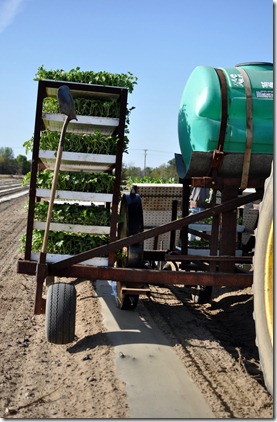 transplanting watermelons 0311 (22)