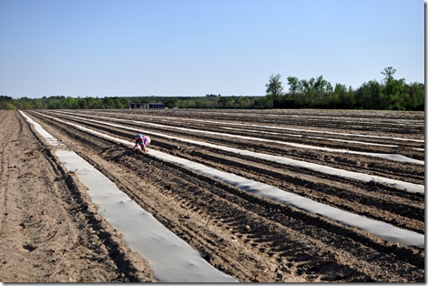 transplanting watermelons 0311 (26)