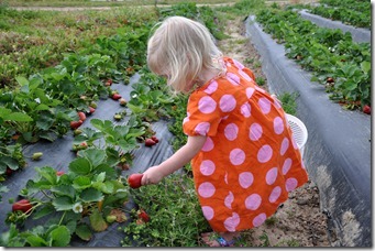 strawberry love 032611 (4)