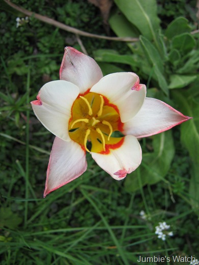 Tulip - pink