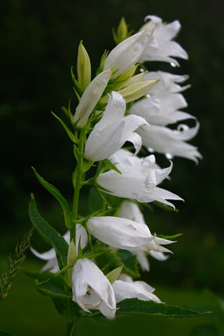 [klockor[4].jpg]